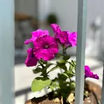 Apartment νν Loft *