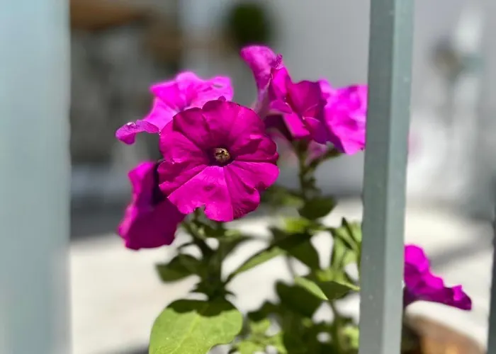 Appartamento Νν Delphi Loft *